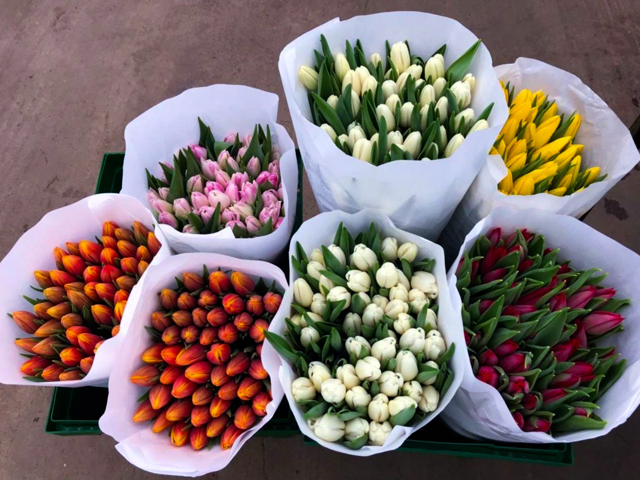 Как быстро и удобно заказать доставку свежих тюльпанов?